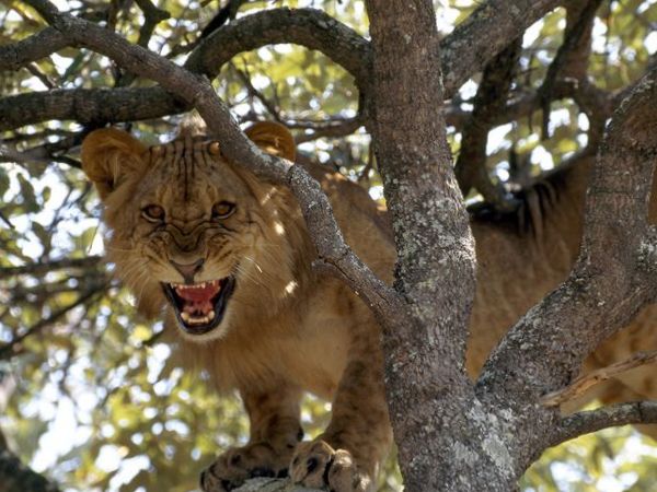 PRIME TREE CLINBING lions