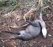 poaching