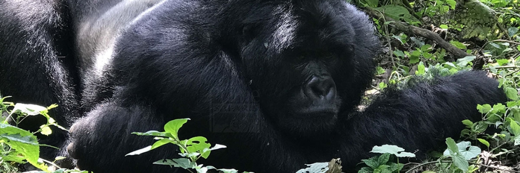 12 Days Uganda Tours