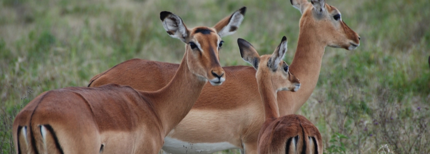 4 Day Uganda Gorilla Trekking Safari From Kigali & Wildlife Safari In Uganda