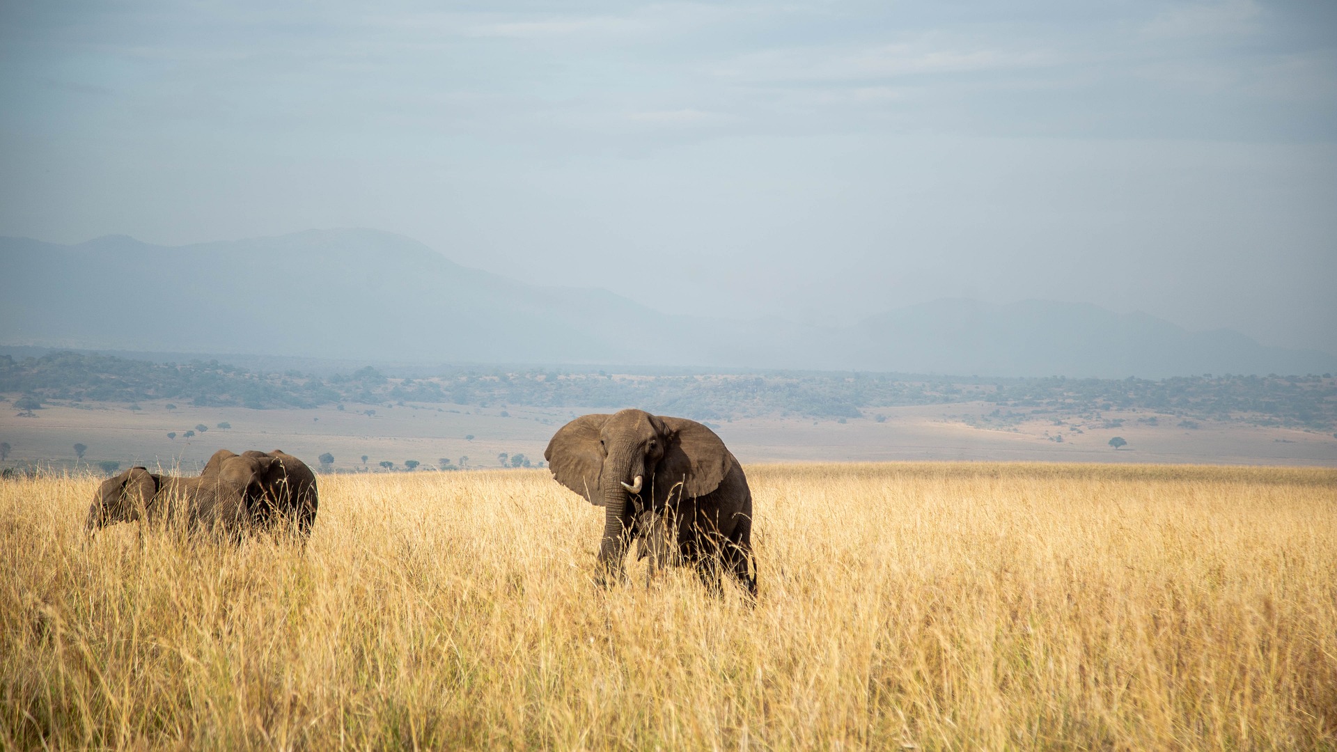 Uganda safari Packages