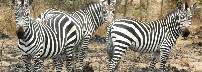  4 Days Luxury Uganda Safari Tour, Gorilla Trekking & Wildlife Viewing Safari 