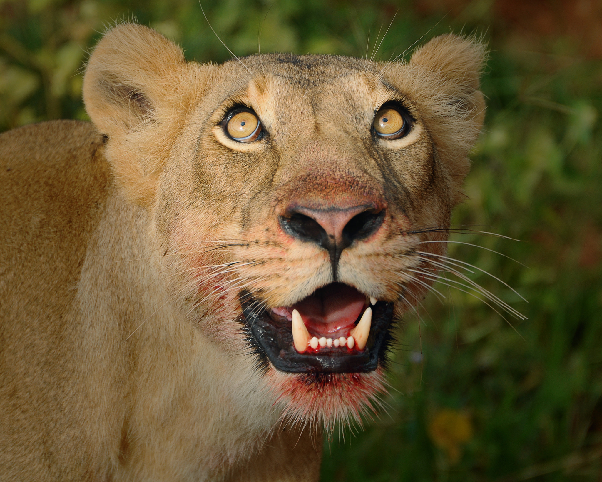 Visiting Uganda - Visiting Uganda - 3 Days Murchison Falls Safari in Uganda Murchison Falls National Park