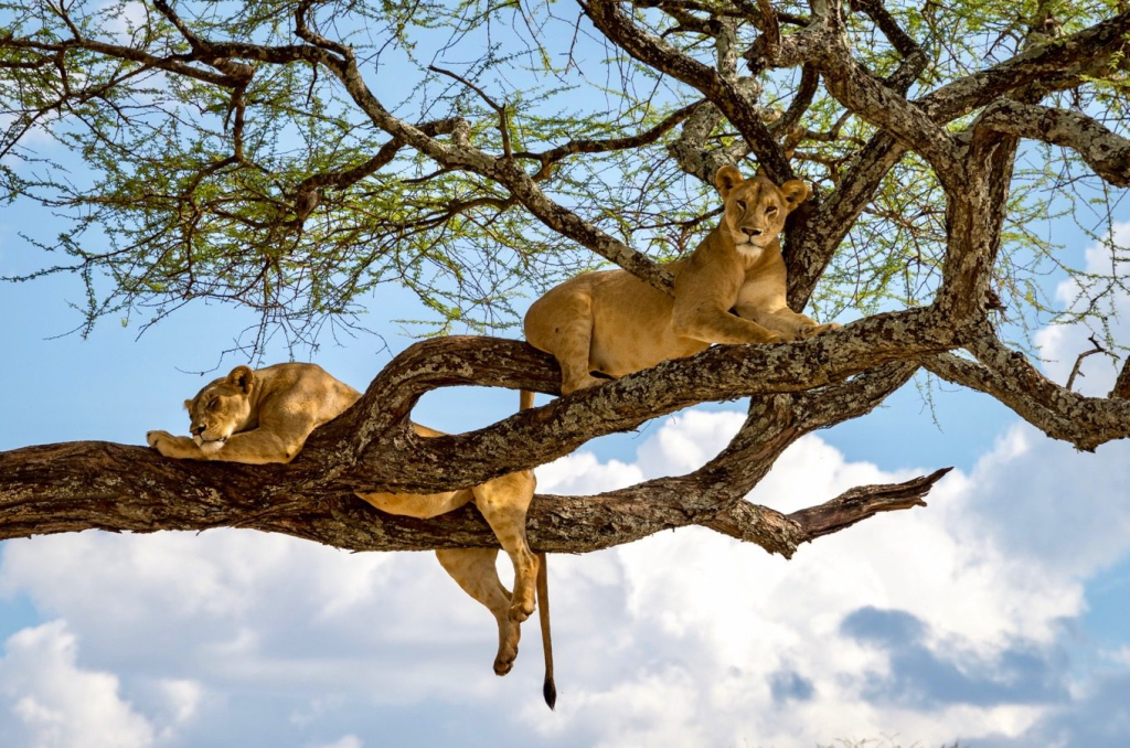 9 Days Uganda Safari - Tree climbing Lions in Uganda - Uganda Wildlife Safaris